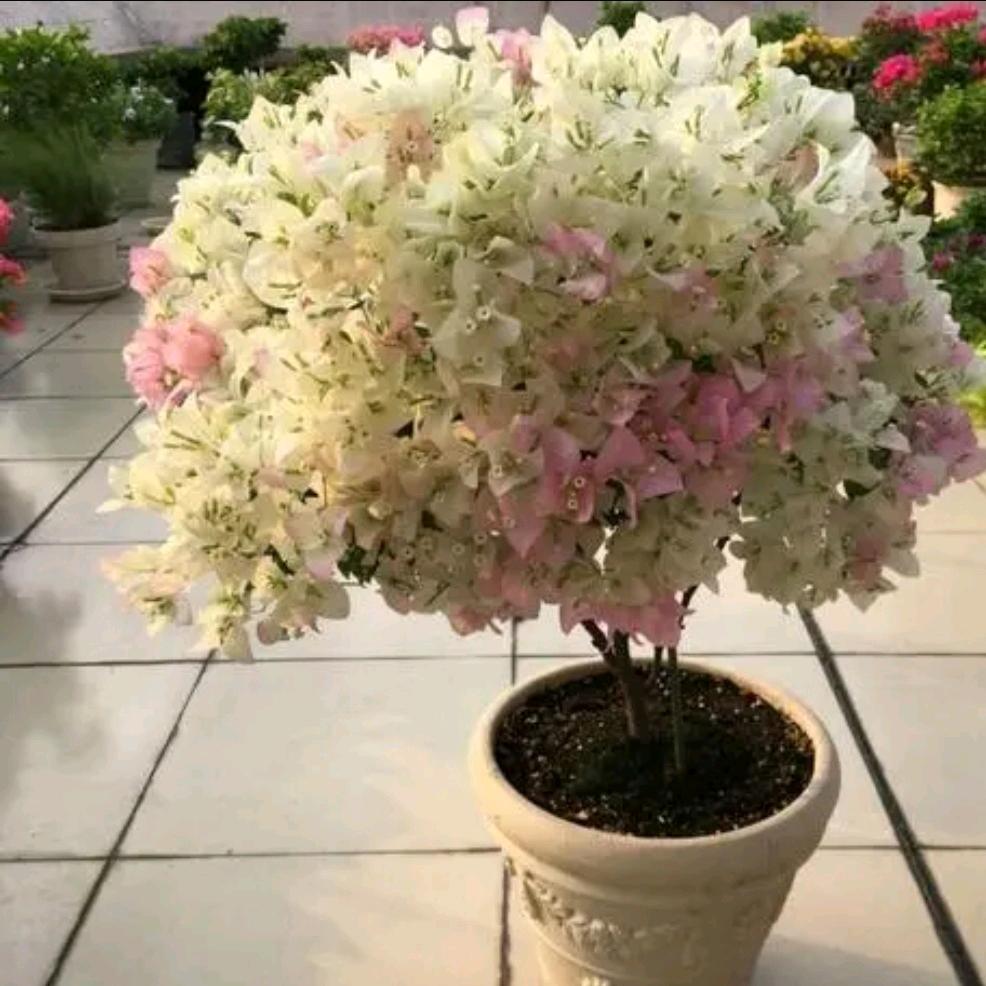 园园家的小花苑