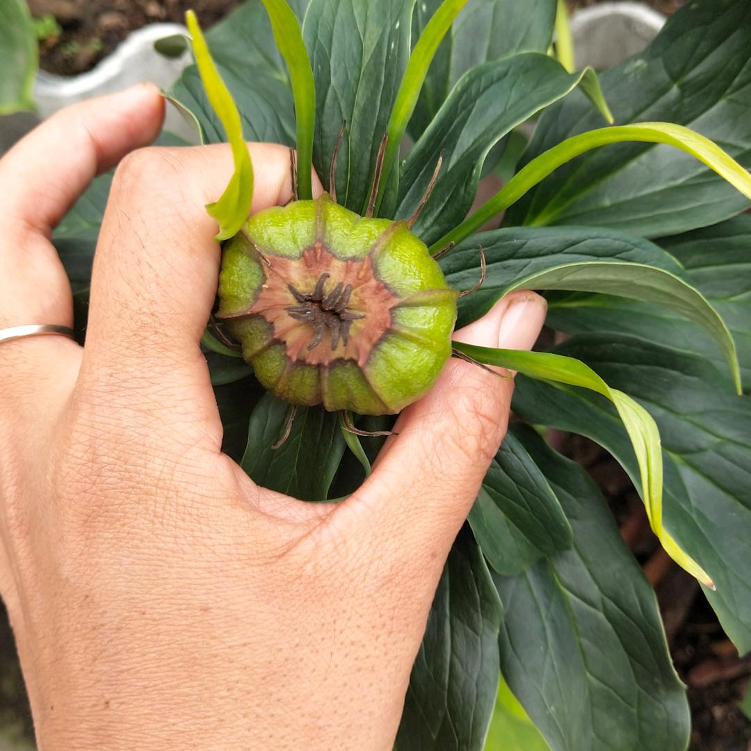 药材花