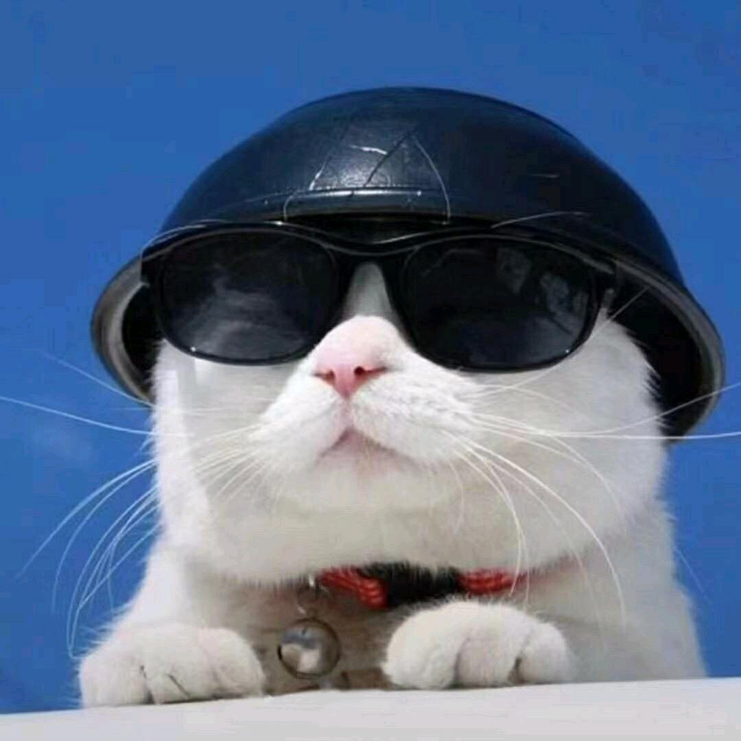 小镇的猫（沉淀版）