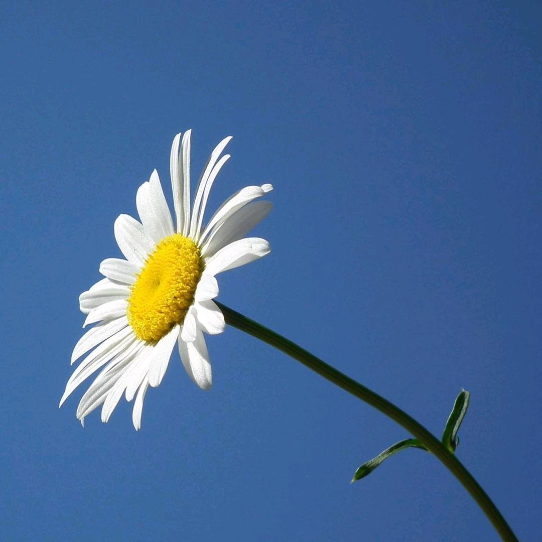 小菊