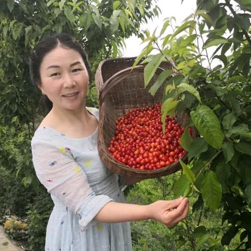 果苗杨姐2