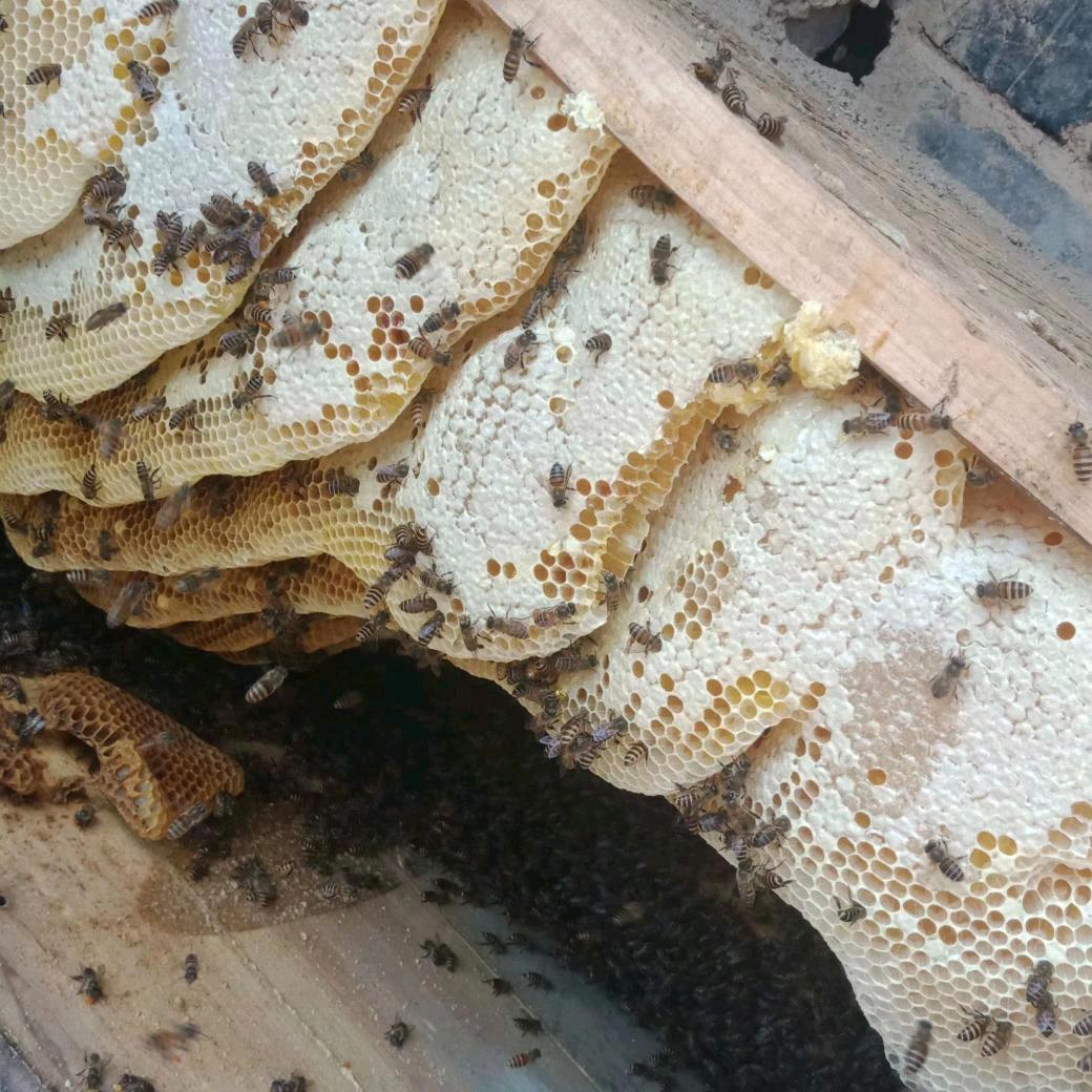 葛广洲是大别山养蜂人家