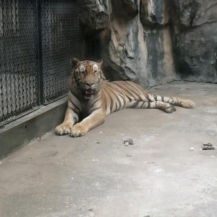 独