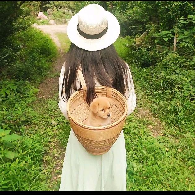 素的竹篱