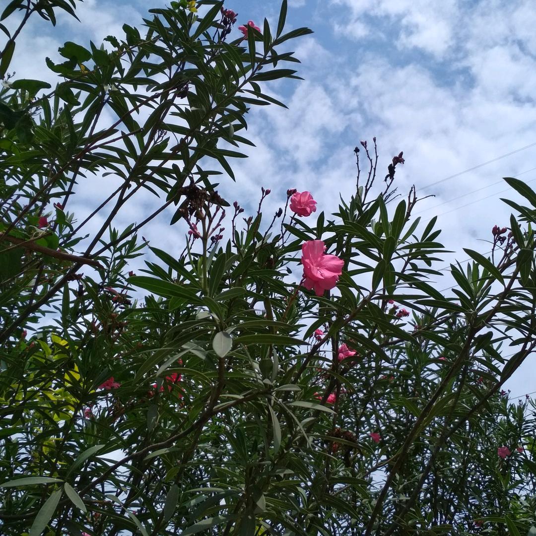 一帆风顺
