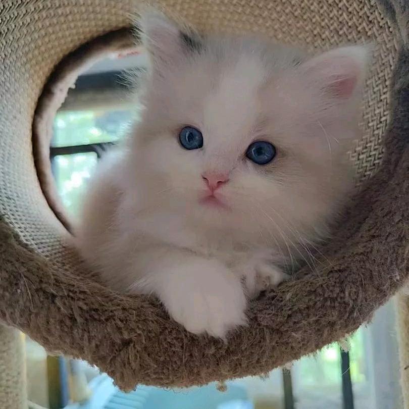 户外水猛子直播