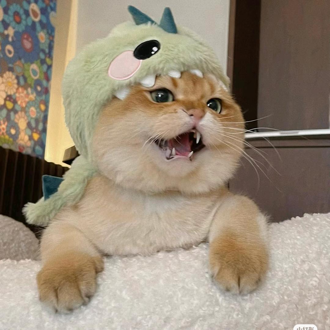 萌宠cute pet