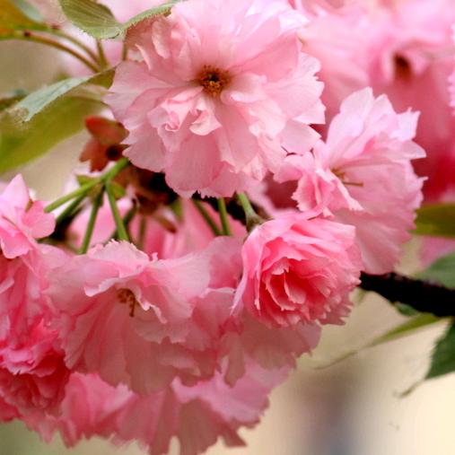 小百荷:暂时停播,线下有事