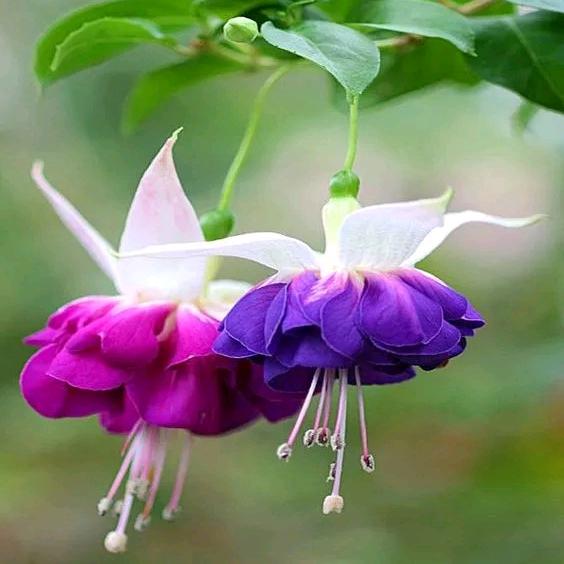 榆次玉树花卉园