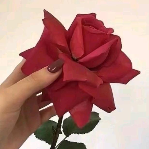 宇之通花卉（精品月季绿植盆景）