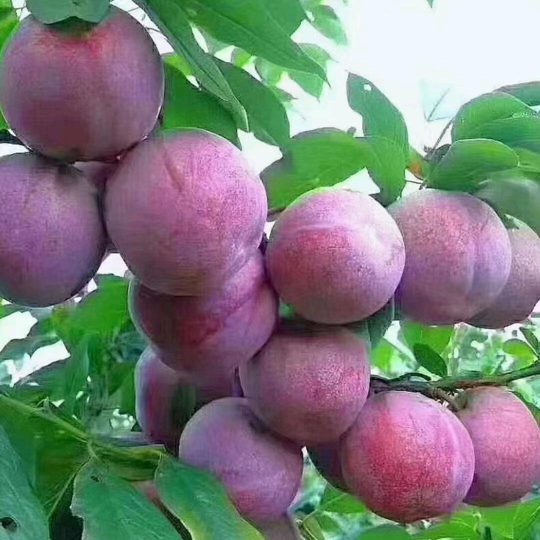 东哥