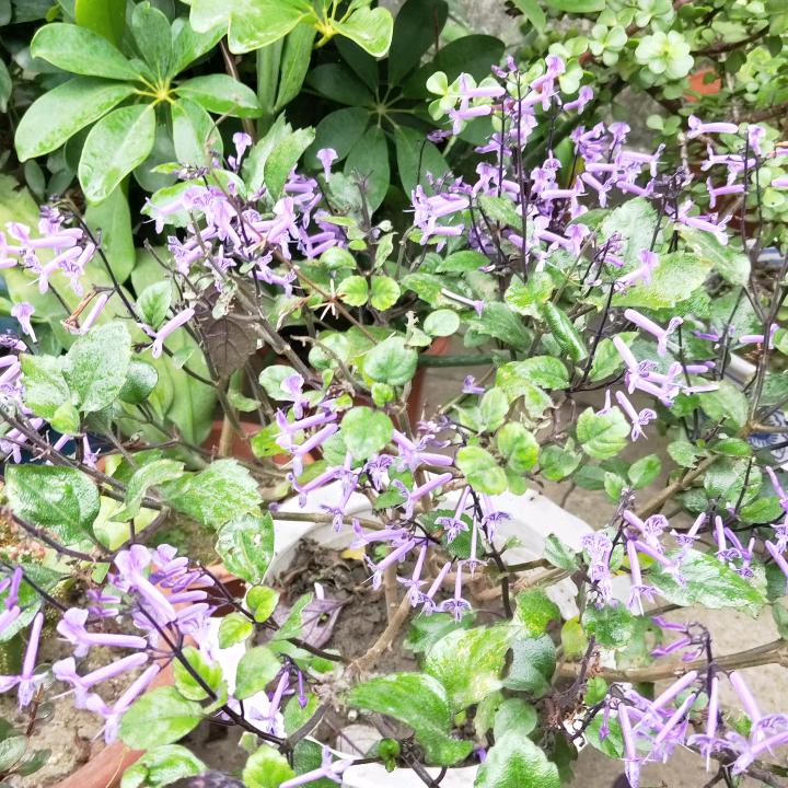 猴马宝宝