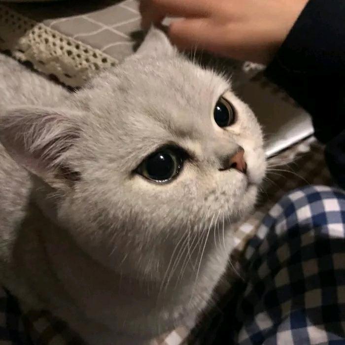 LA丶小晨