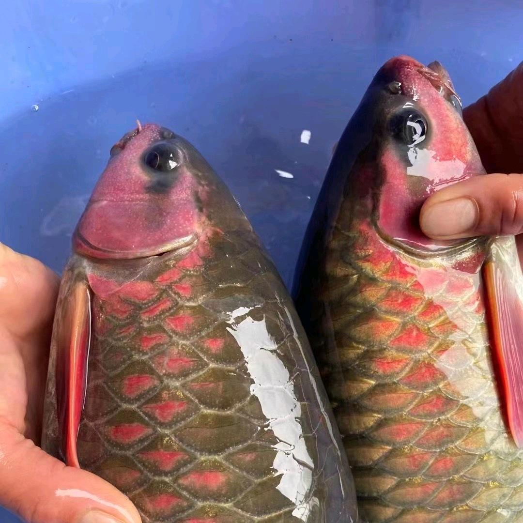 鱼小二常年收斑鳜鱼