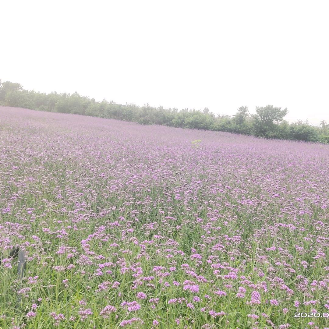 小悦