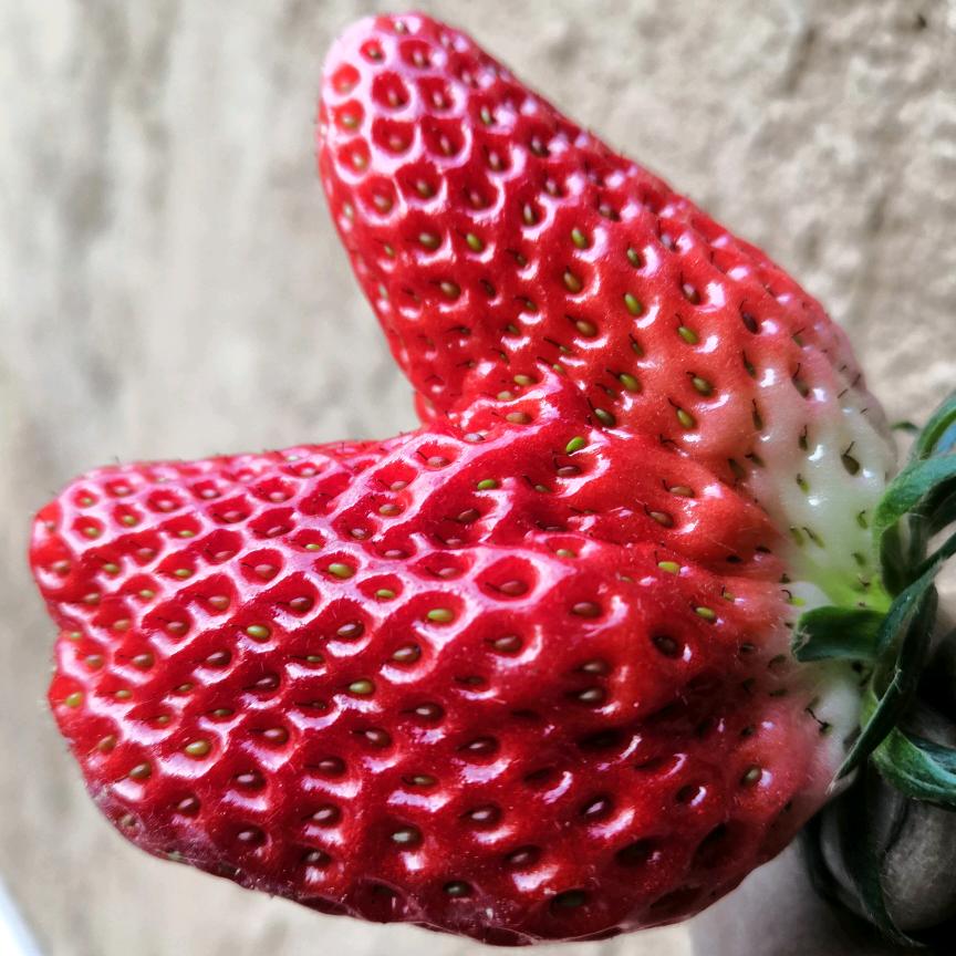 胡同奶莓采摘园🍓🍓