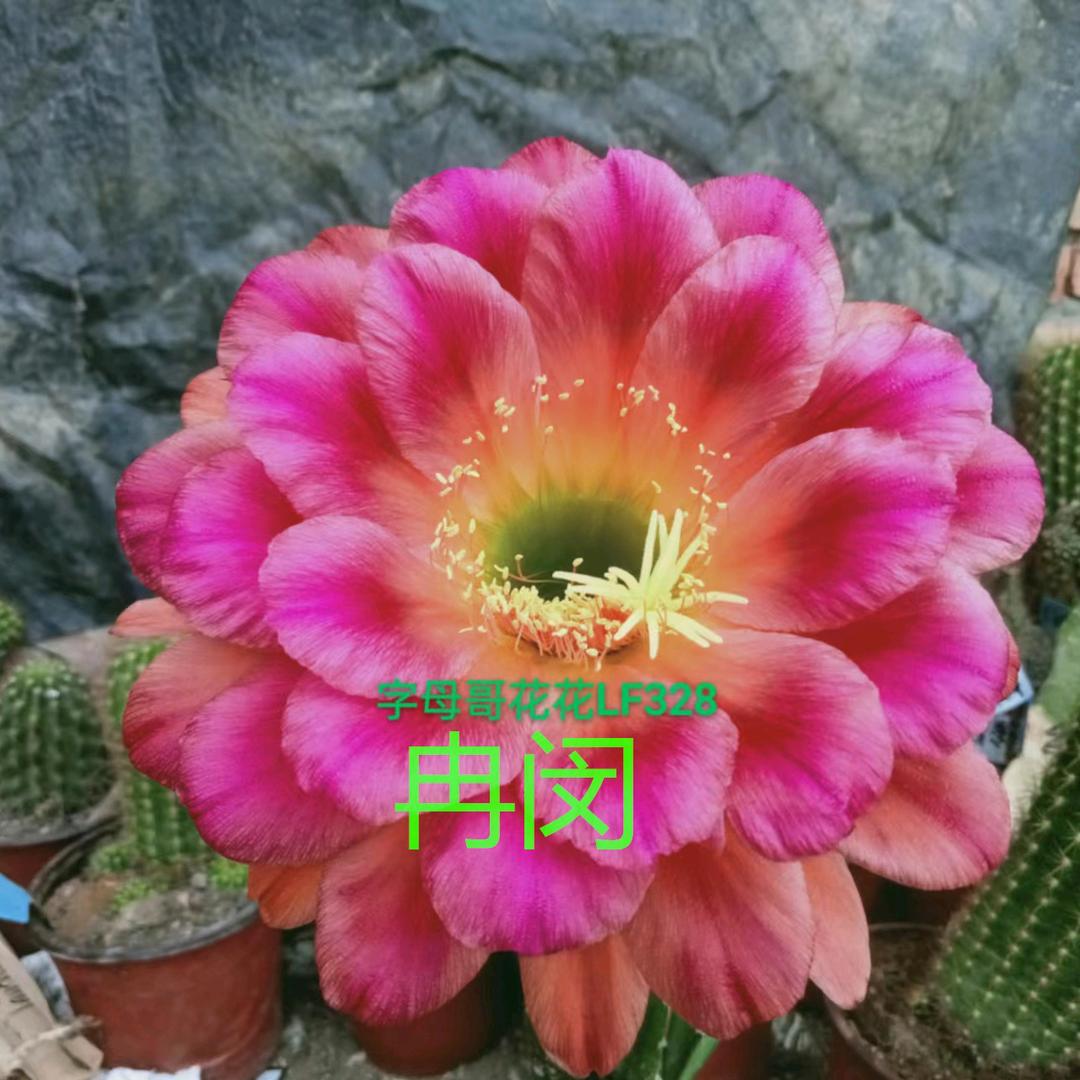 字母哥花花毛花柱彩草丽花令箭