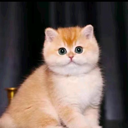 栀子花开🌺🌺