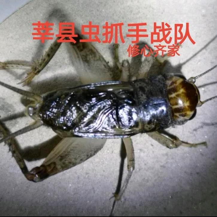 《修心、齐家》莘县启源瓜果蔬菜专业合作社