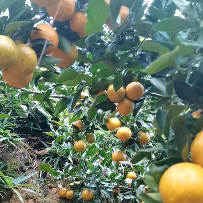 医德善爱