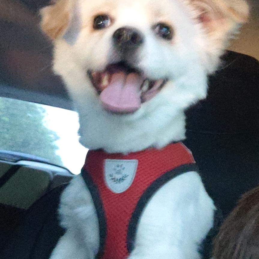 明明的流浪狗小院