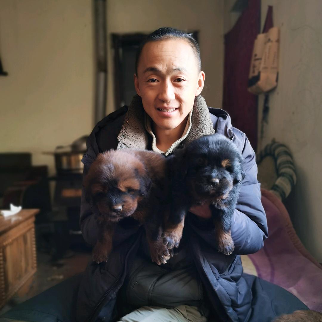 藏獒辩哥