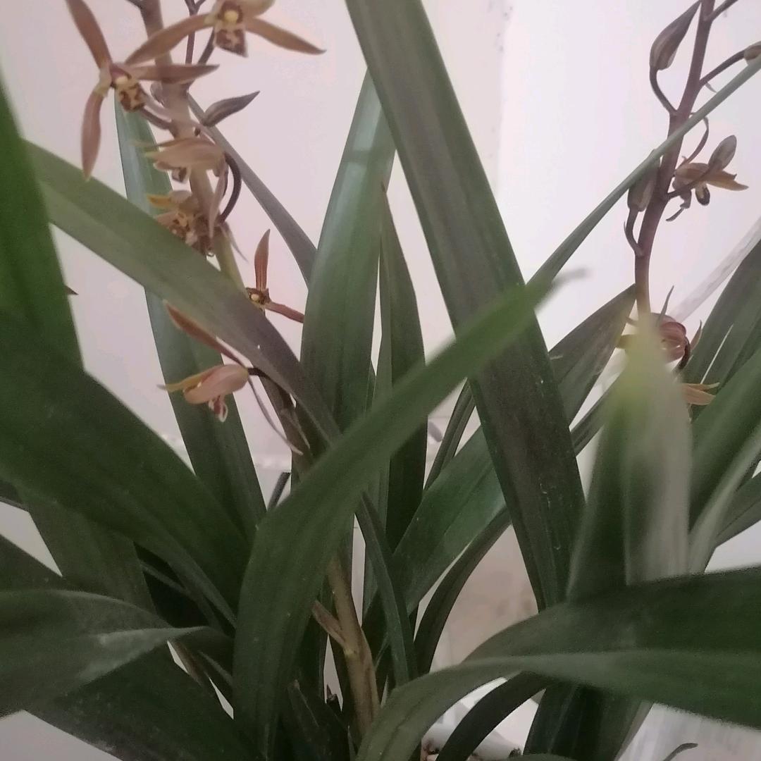 蓝莓不蓝拒聊