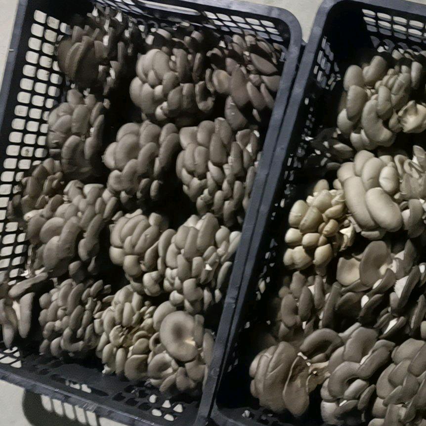 菇多多食用菌，常年平菇不断货，质优价廉