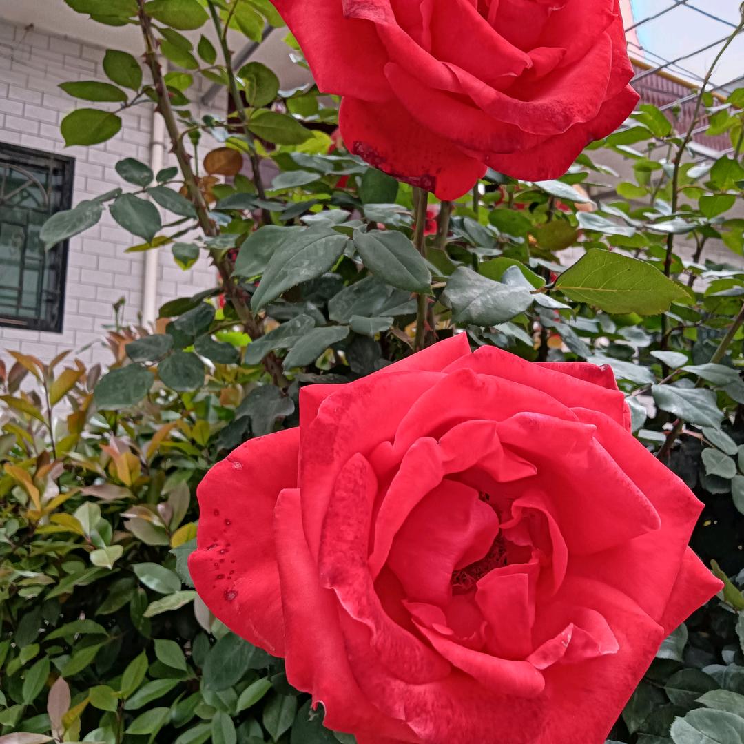 甜蜜