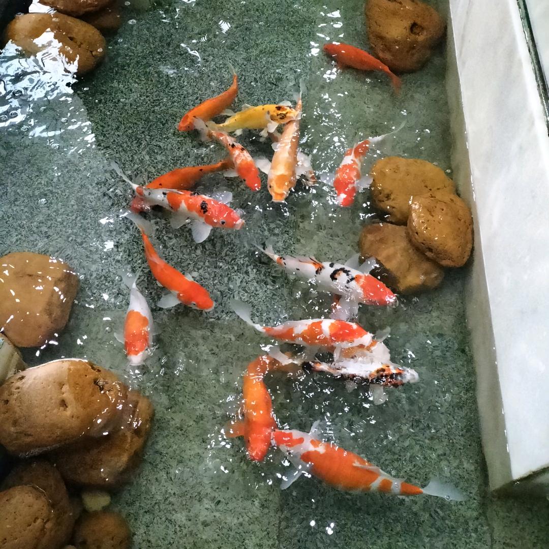 夏虎（初晴）抖音