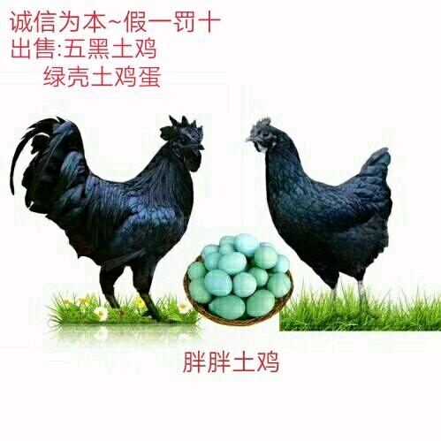 南丰县胖胖家庭农场（胖胖土鸡-胖胖果园）