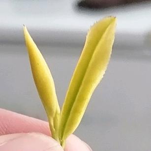 巢湖市天骏茶行