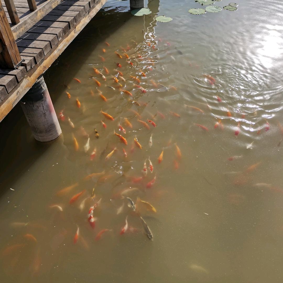 丑哥（请勿连赞）