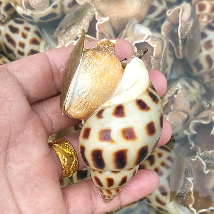 小吴贝壳
