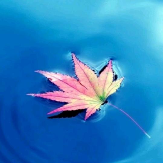 御猫🎶逍遥子✨关力瑒🍁613