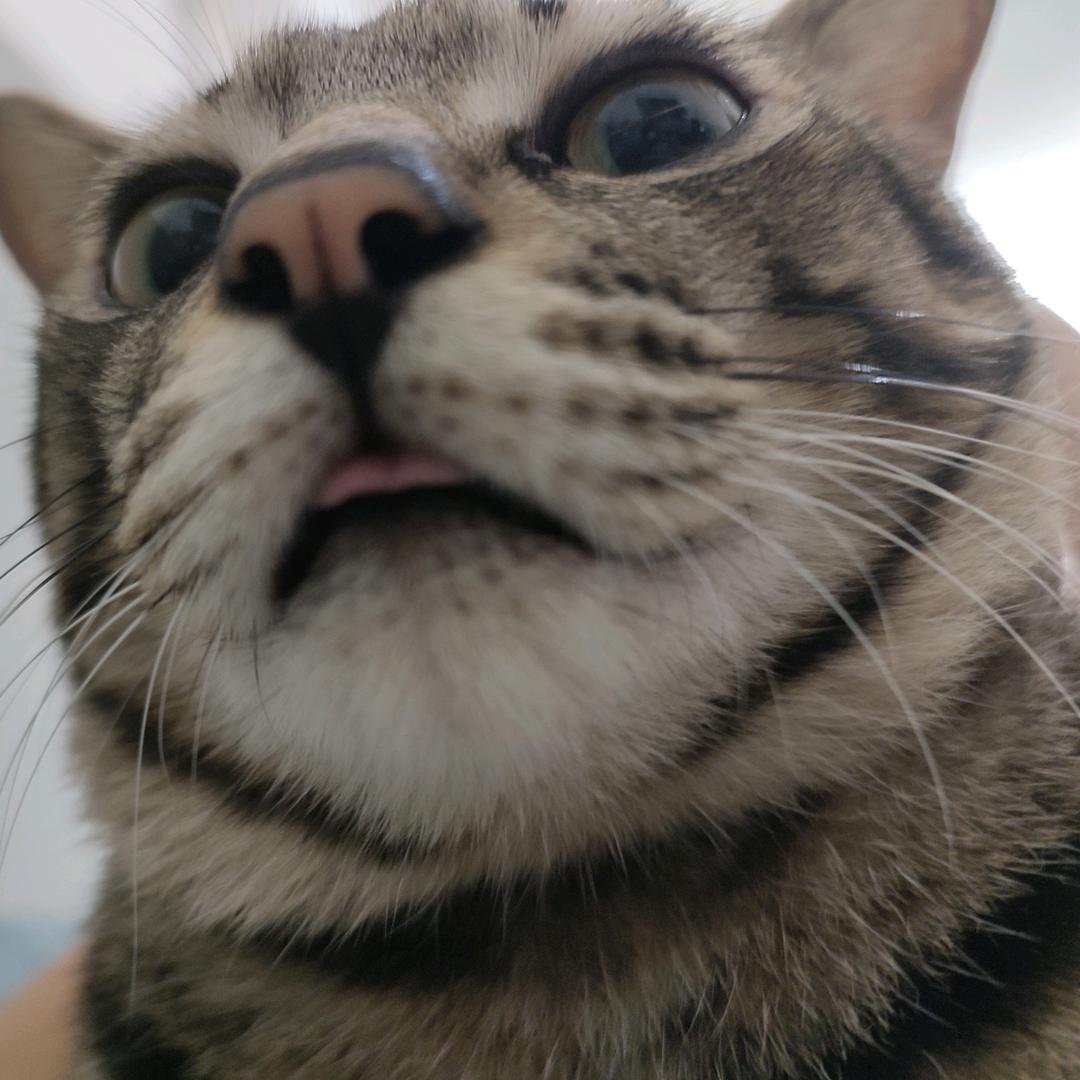 我是肥肥