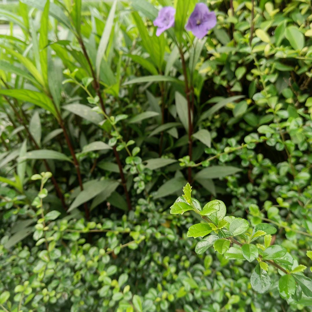 小罗