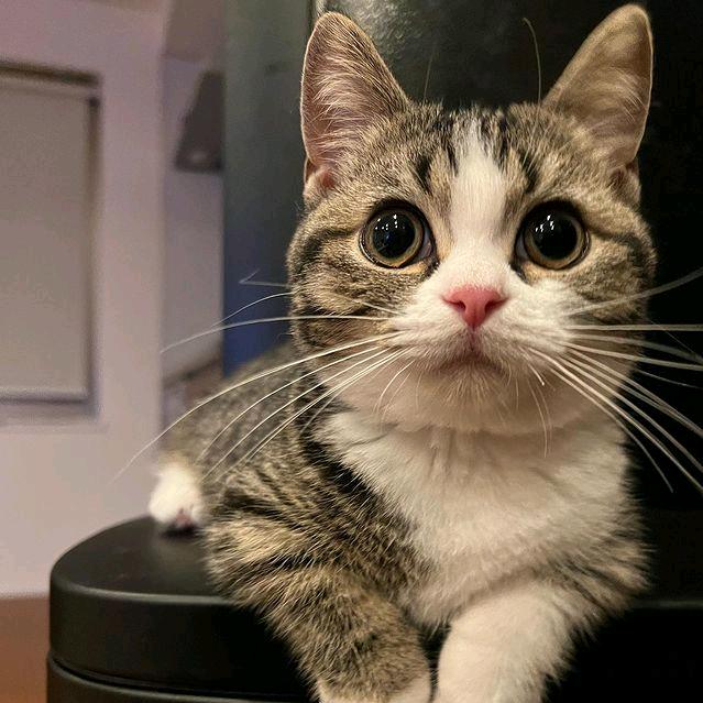 喵姆是只喵🐈