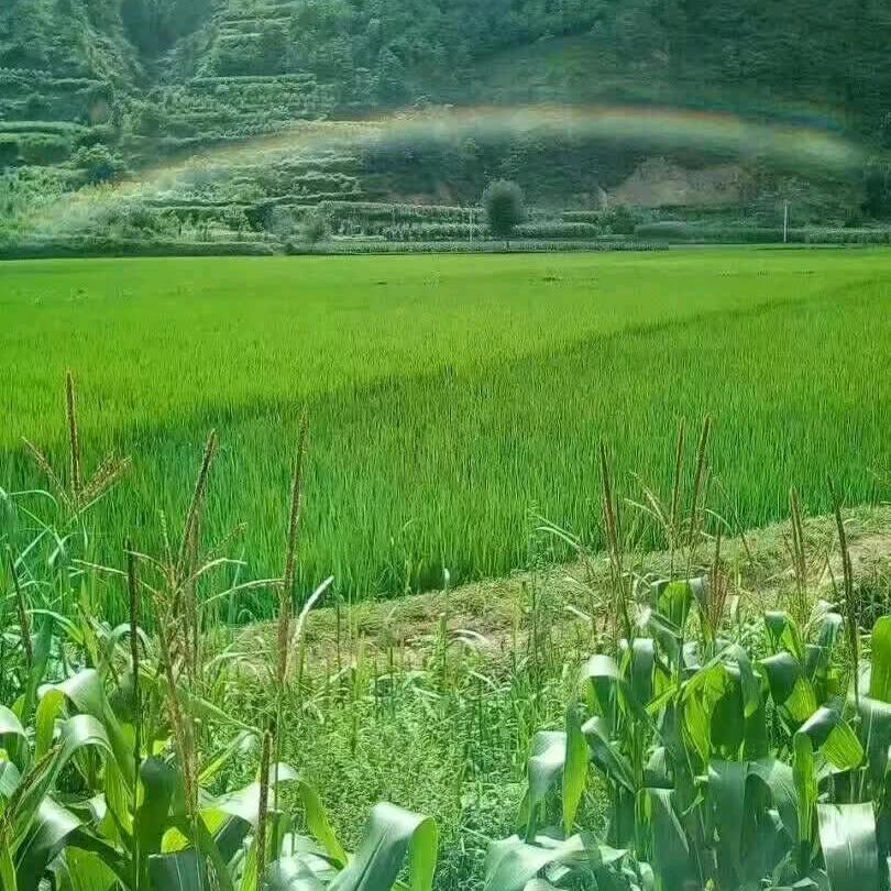 盐巴