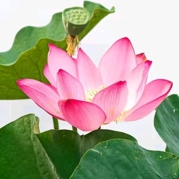 善缘🌹禁止连赞🌹