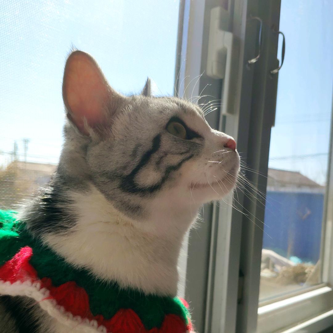壮壮是只喵🐱