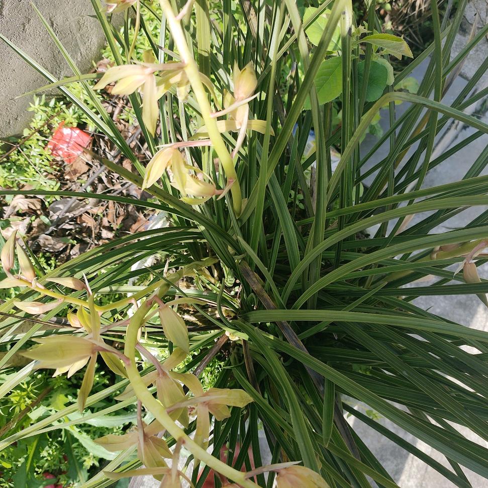 九华山朴食徽菜，花姐🌺🌺