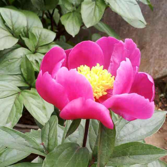 如丰  《特技剪辑》
