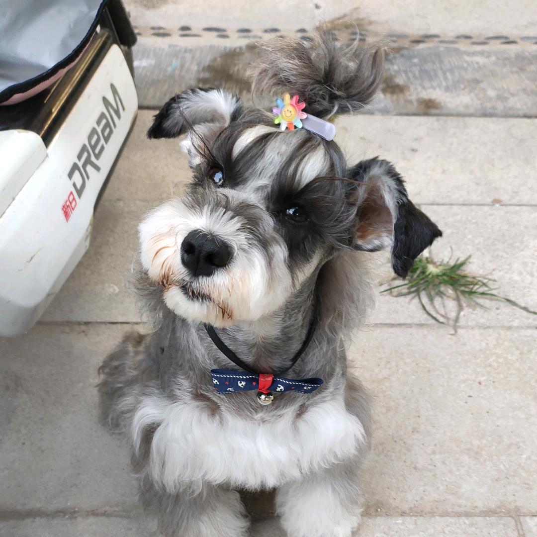 🌈🐶宠物搓澡师🐱🌈