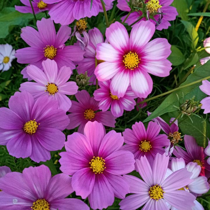 芯远