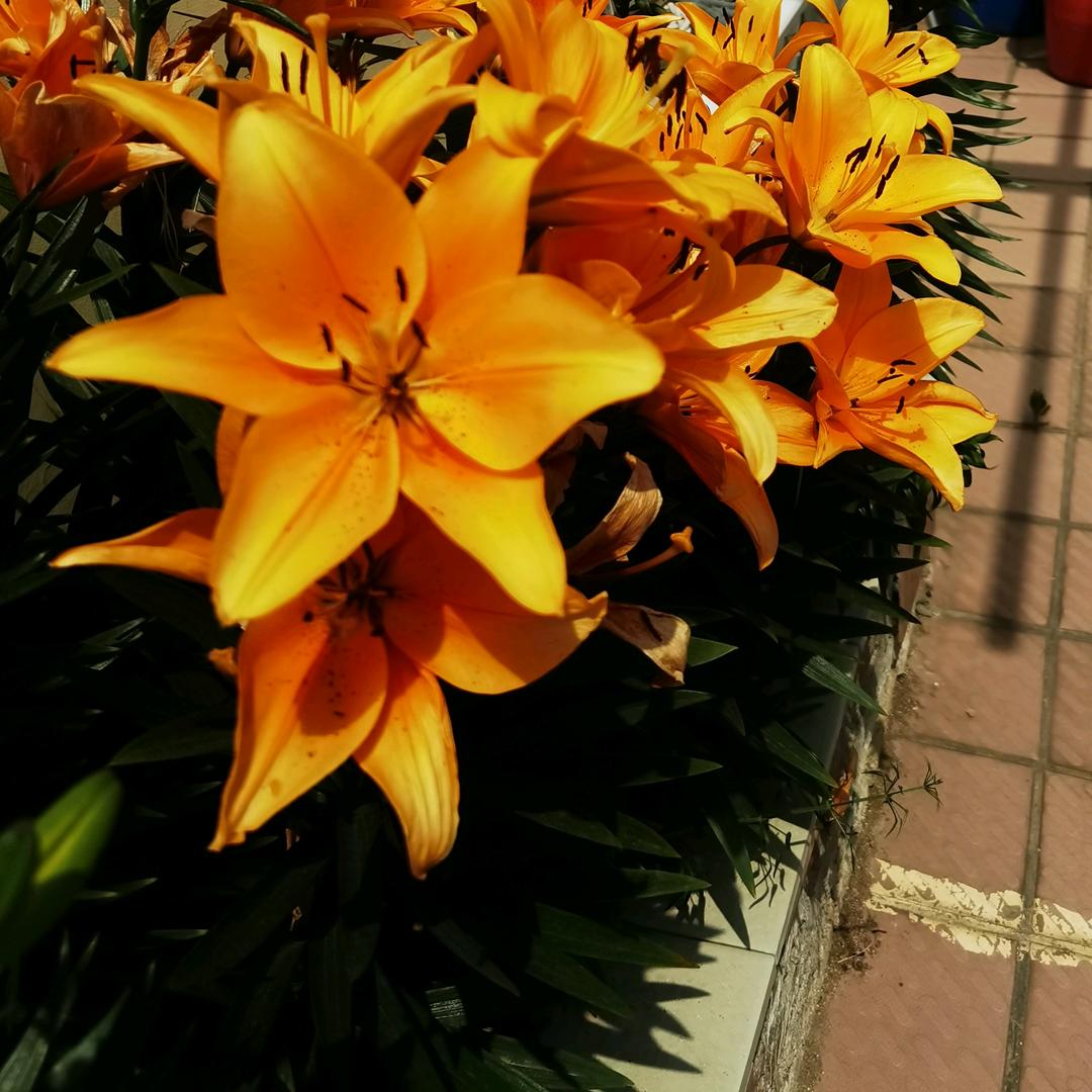 理想生活是什么样