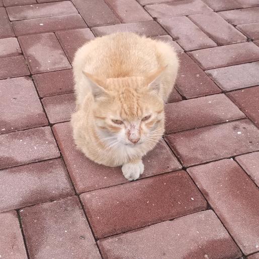 最好的可乐不加冰