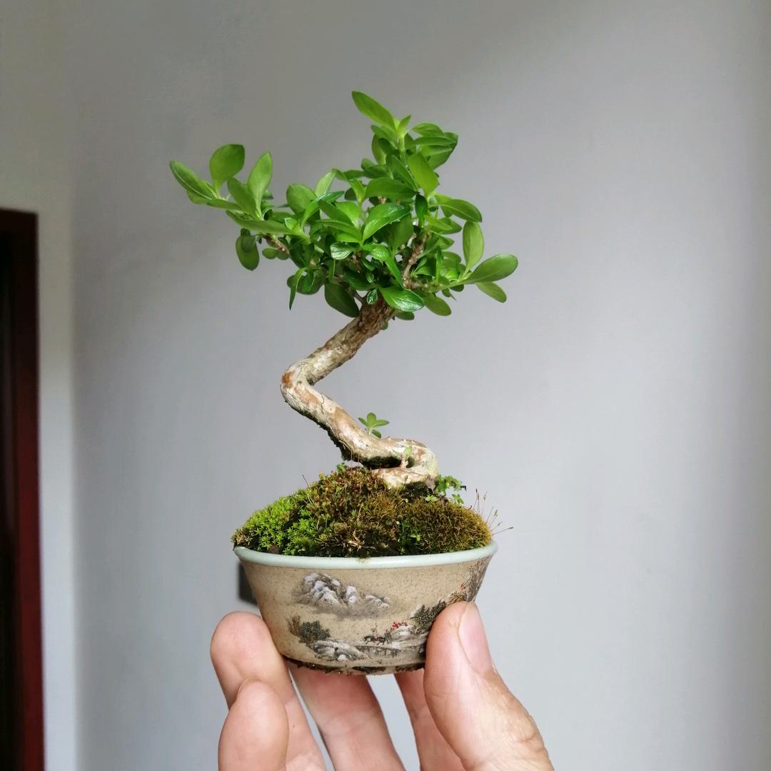 西晨盆艺园（桂林）