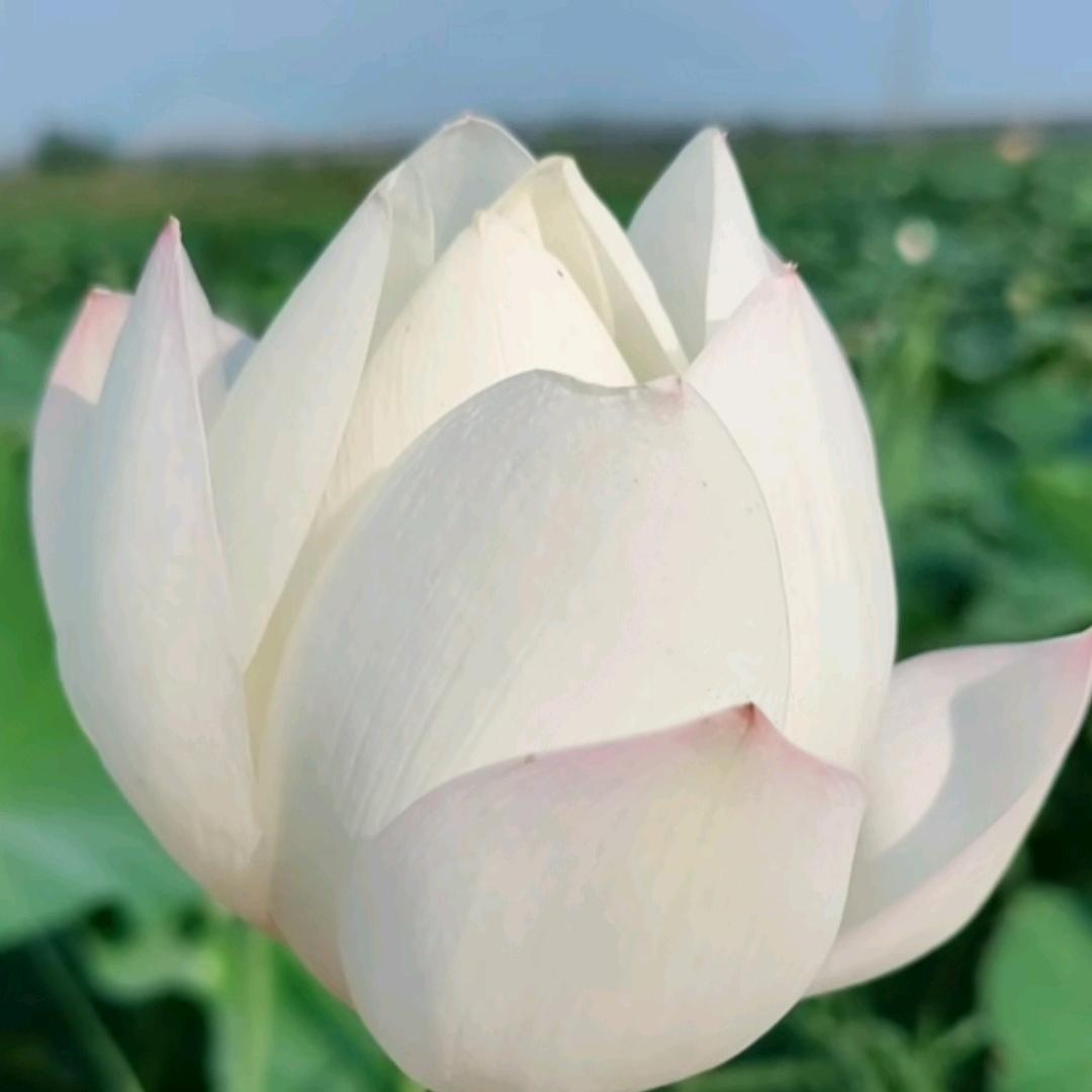 文.歌