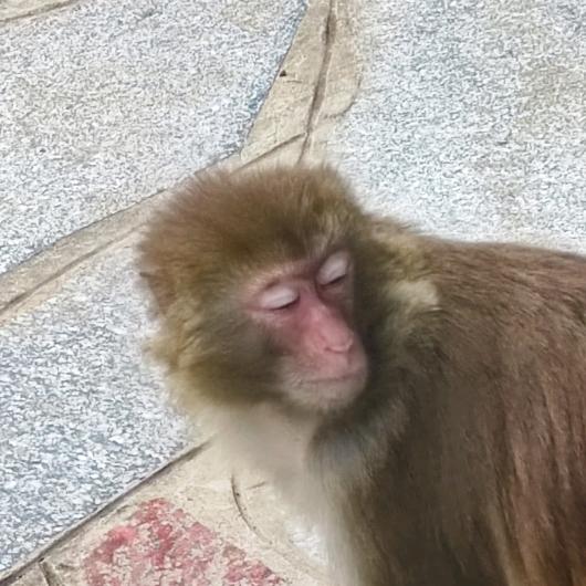 仙哲